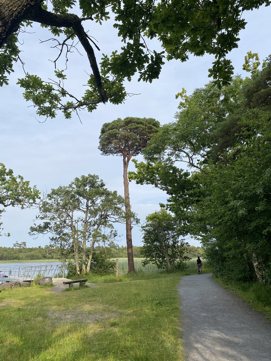 jackiemcguin's tweet photo. Another evening stroll by the river on day 1295 of #1300daysofwalking Nice breeze made it quite pleasant #DoorlyPark #Cleveragh Benbulben in the background https://t.co/MtA3NVz4Ql