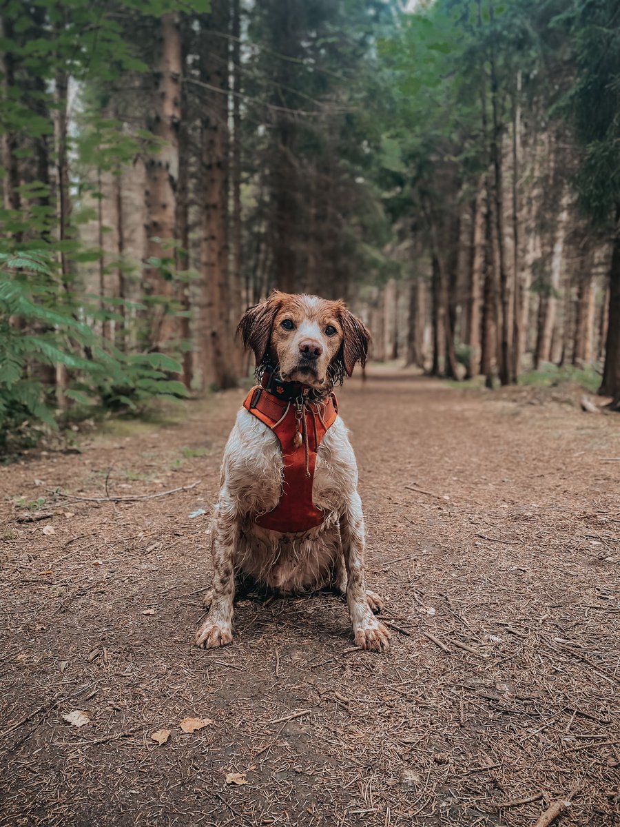 Lost in the woods 🌲 🌳