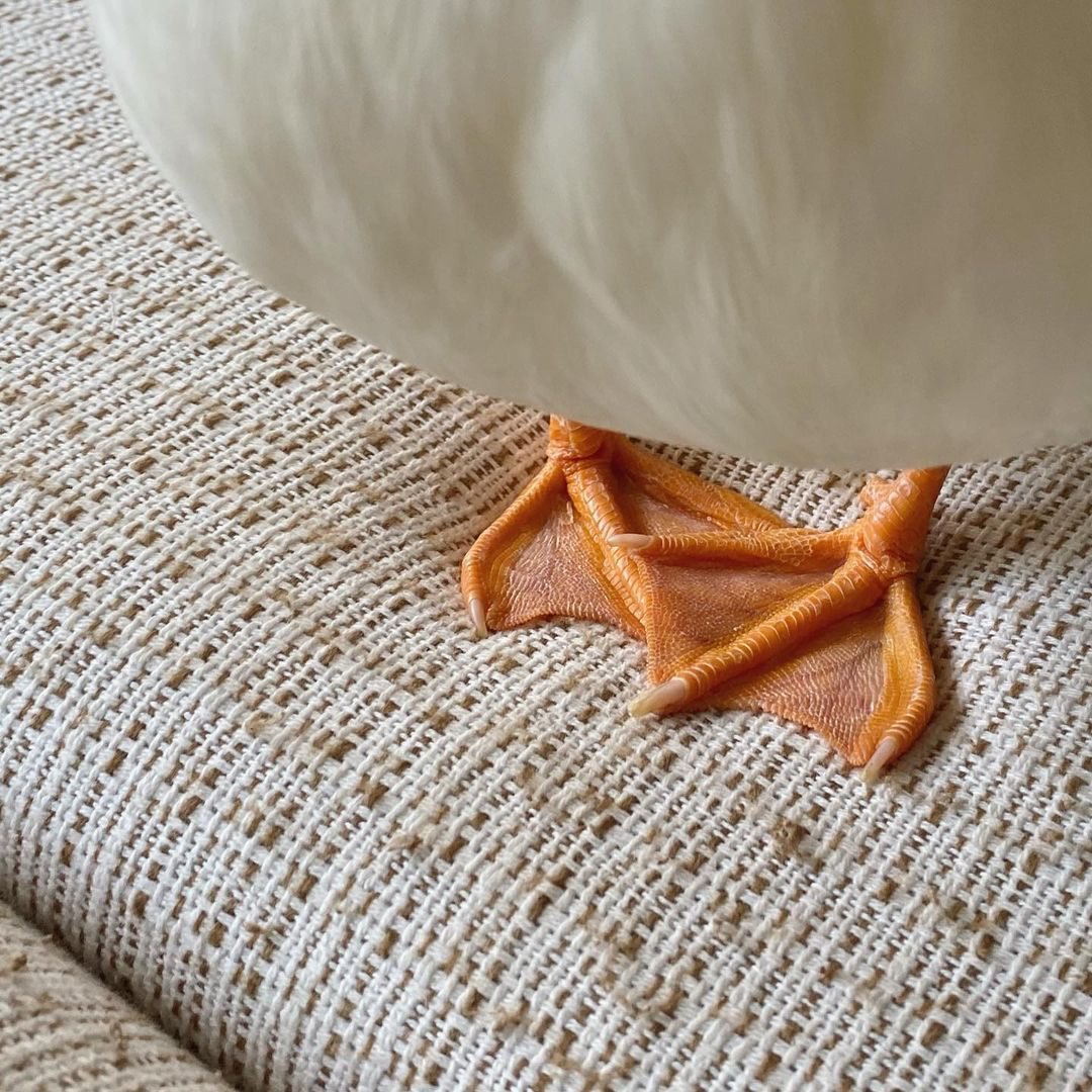 why you should have a duck 🦆 on Twitter: "https://t.co/9vIlAOJgAb