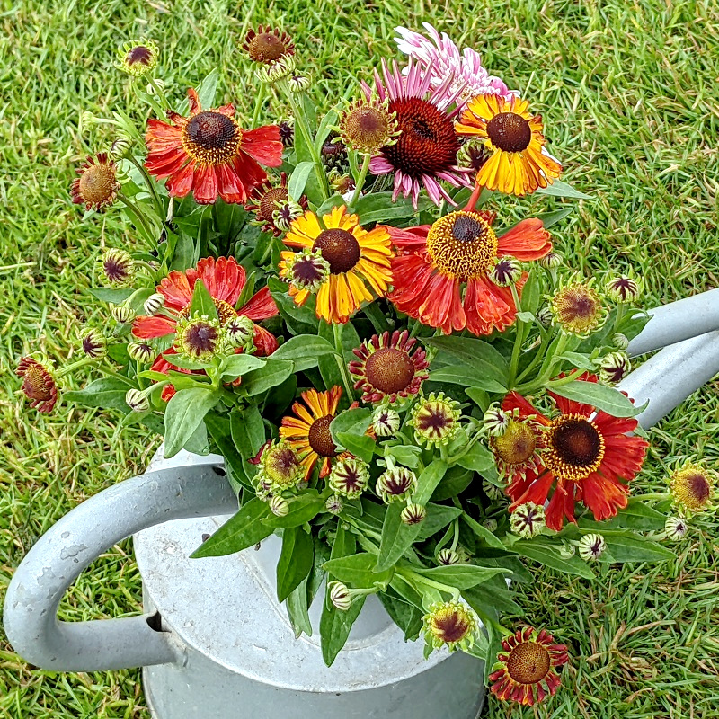 Katies_Plants's tweet photo. Due to the extreme temperatures forecast for Monday & Tuesday we have reduced opening hours for the health & wellbeing of our staff and customers. We will be open 10am-1pm on Monday 18th and Tuesday 19th July. #staysafe #lookoutforeachother #heatwave #keeptheliquidsup #hotcolours https://t.co/7tV7ECAkTI