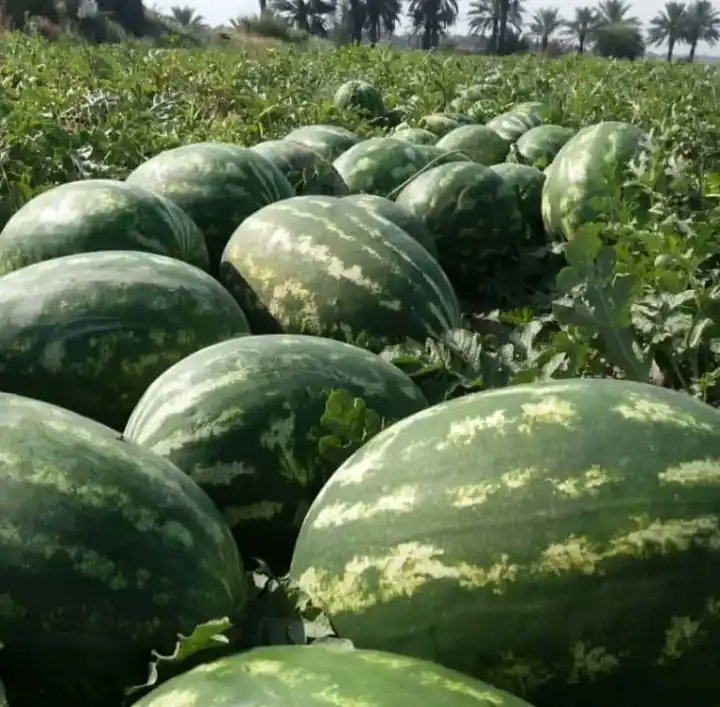 Elmaz Nezeri tweet media