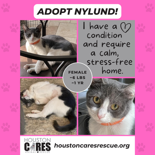 Houston Cares Animal Rescue tweet media