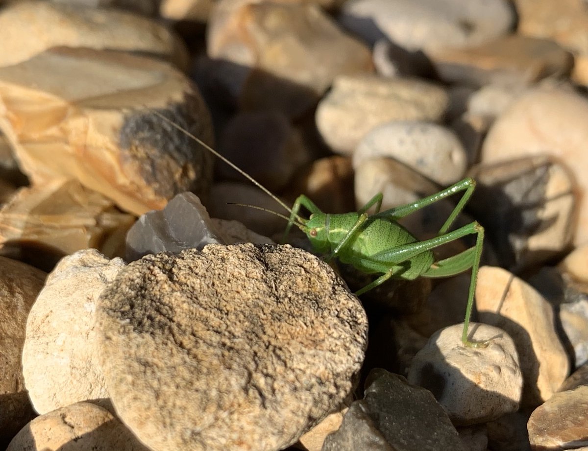 DrLucyHenshall's tweet photo. My new friend and I spent a good 20 minutes or so, just quietly marveling at each other.

“..Tell me, what is it you plan to do with your one wild and precious life?..”

#SummerDay #MaryOliver 
#Nature #Mindfulness 
#StartTheWeekWell https://t.co/jbujjyRm1e