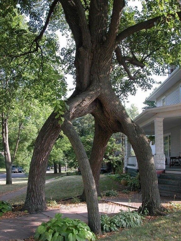The 4 legs