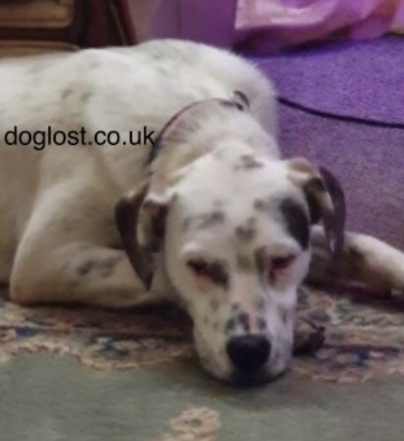 rosiedoc666's tweet photo. LUNA RESCUE DOG PLEASE DO NOT SHOUT OR CHASE missing from home in #Thornton ran up Broadway towards #ShellGarage #Fleetwood #FY7 16/7/22
Female/young adult #Crossbreed white with black spots
CHIPPED
SINCE 7.40am
9 MONTH RESCUE-EXTREMELY FRIGHTENED
https://t.co/JZayJAl3Sm https://t.co/06IdtnFJRw