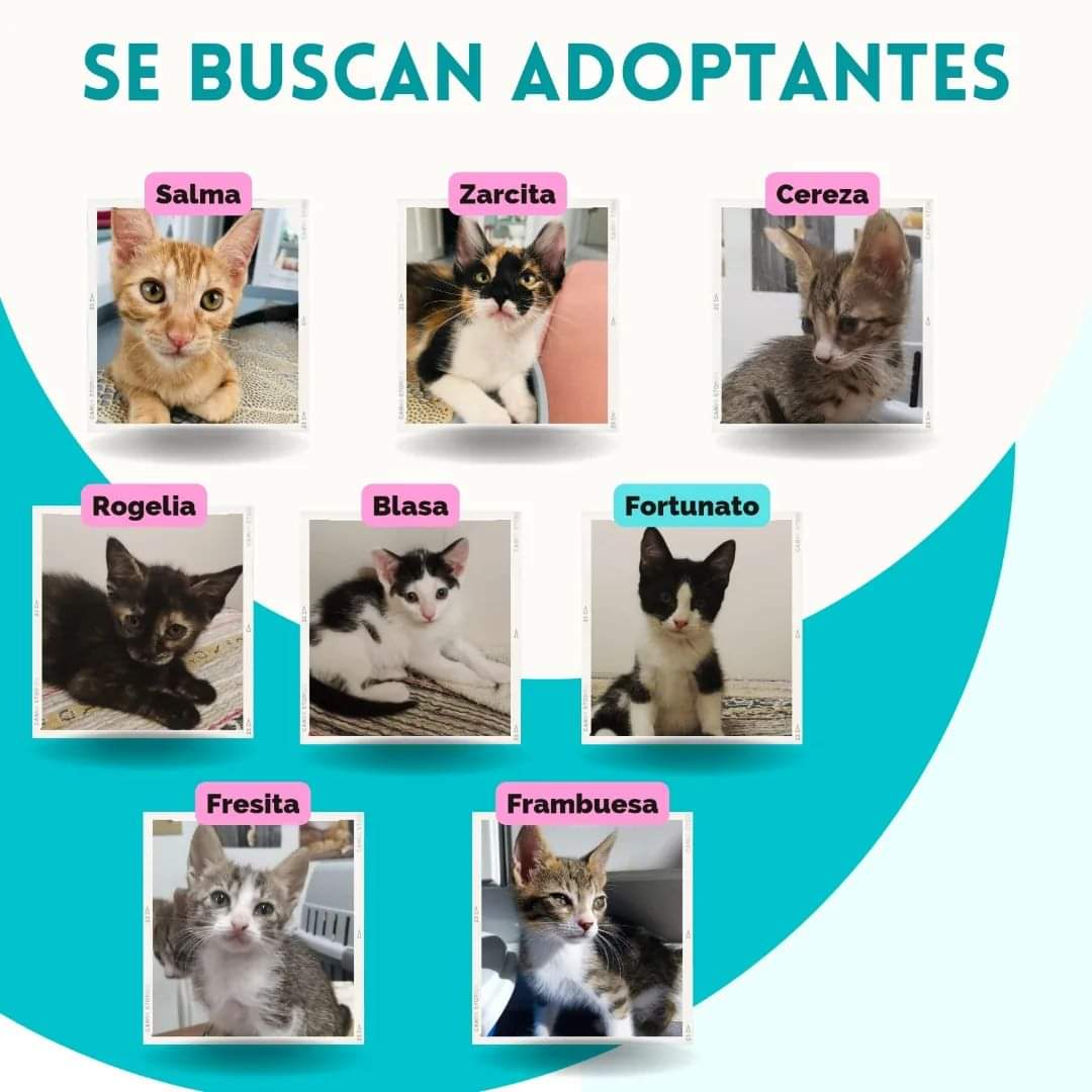 🐈 MICHIS MADE IN RETIRO🐈Nuestras pequeñas amigas peludas y su bro',Fortunato, andan de búsqueda y captura de su adoptante.
Todos los michis de AGAR han superado el cursillo básico del gato casero:
✅ Uso práctico del arenero
✅ Motorcillo de ronroneo
✅ Mimitos y juegos gatunos