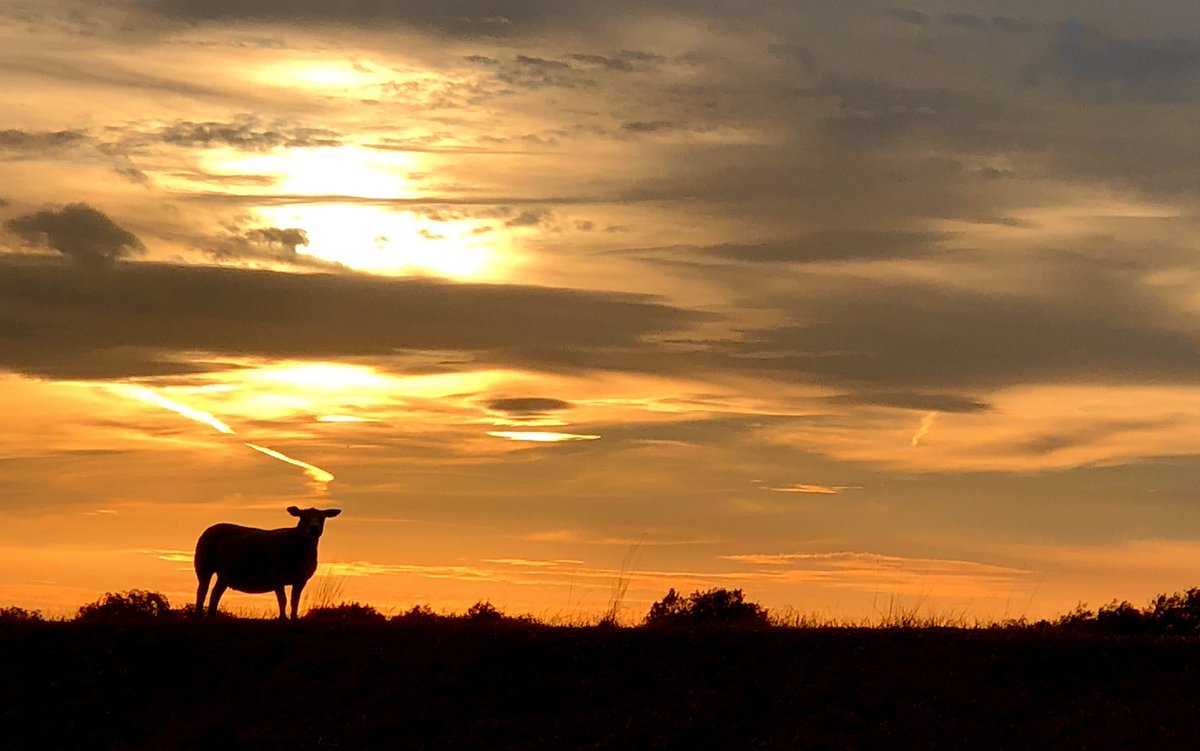 Lisa Bowerman tweet media