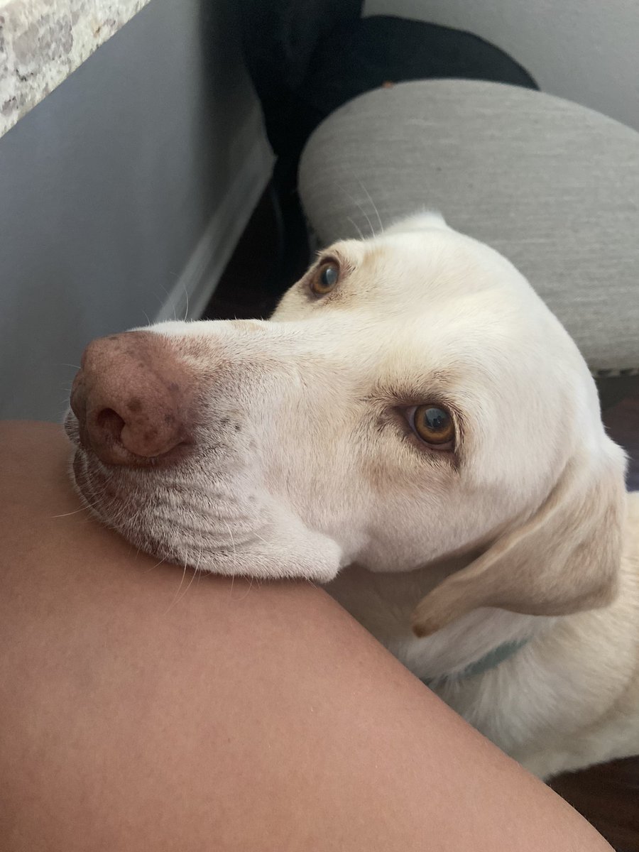 PANAMA CITY BEACH FRIENDS:

If you see this dog running around anywhere, his name is Harley and he is very friendly.

He’s been missing since about 11 a.m. today. If you spot him, please reply to this tweet. 

Please retweet so we can get him home!!

Thanks guys!!