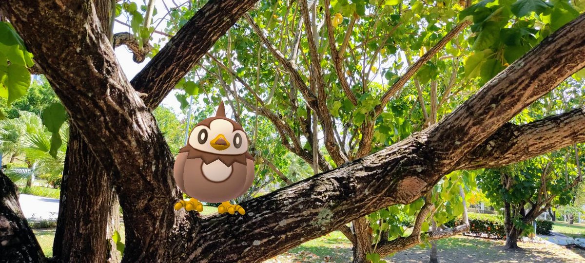 KermersonCosta's tweet photo. #PokemonGOCommunityDay
#DiaDaComunidadeDoPokémonGo
#StarlyCommunityDay
#DiaComunitárioDoStarly
#Pokémon
#PokémonGo
#MestrePokémonGo
#MestrePokémonGoManaus
#MestrePokémonGoMAO
#Starly
#Staravia
#Starraptor
#Treinadores
#Ninatic
#PokémonCompany
#VamosNianticLATAM
#NianticLive2022 https://t.co/mc9kjb7kxs
