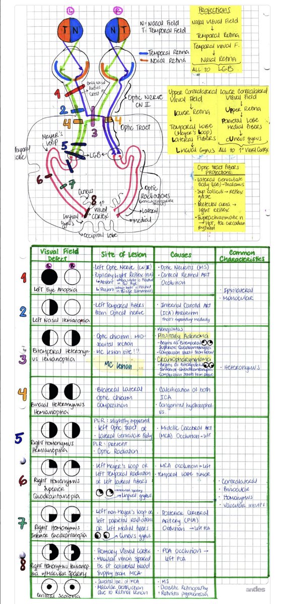 OGdukeneurosurg's tweet photo. Please enjoy this great visual pathway primer by mynotes4usmle. https://t.co/dxCSCKtxp9