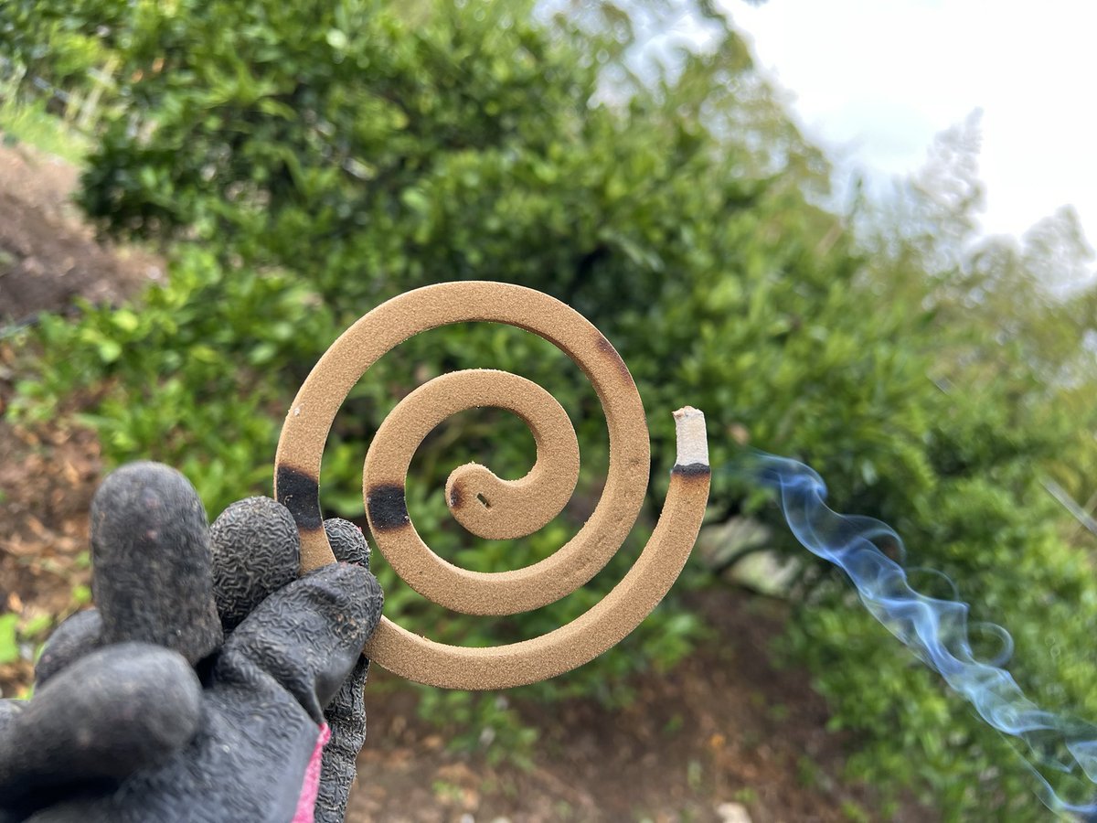 startfromzero23's tweet image. 本日のスーパーヒーロー蚊取りくん