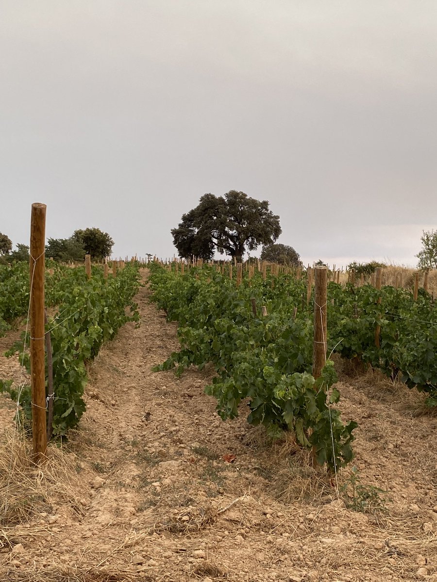 La vinya jove, que bonica. Però avui amb olor de foc. Molta força contra l’incendi 💪 <a href="/adfbages/">ADF Bages-Moianes</a> <a href="/adfcat/">ADF</a> 
.
<a href="/dopladebages/">DO Pla de Bages</a>