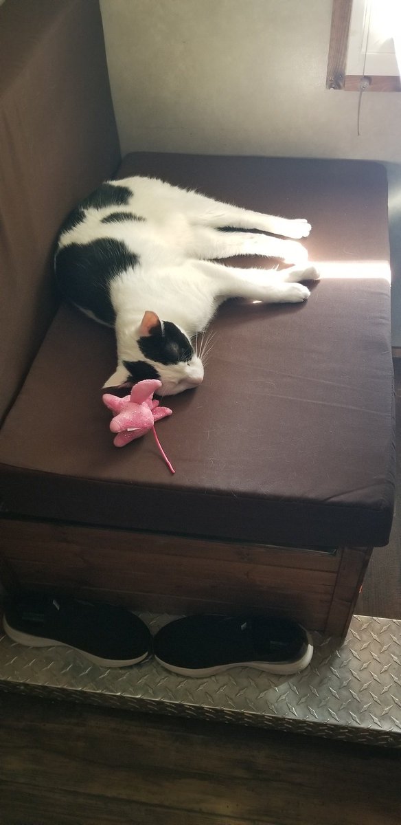 TeachPeachMath's tweet image. Camping is a pawsome! Resting after all their activities! My furrbabies are tired! #camplife #jacquescartierstatepark #campingpets #StLawrenceRiver #canseeCanada