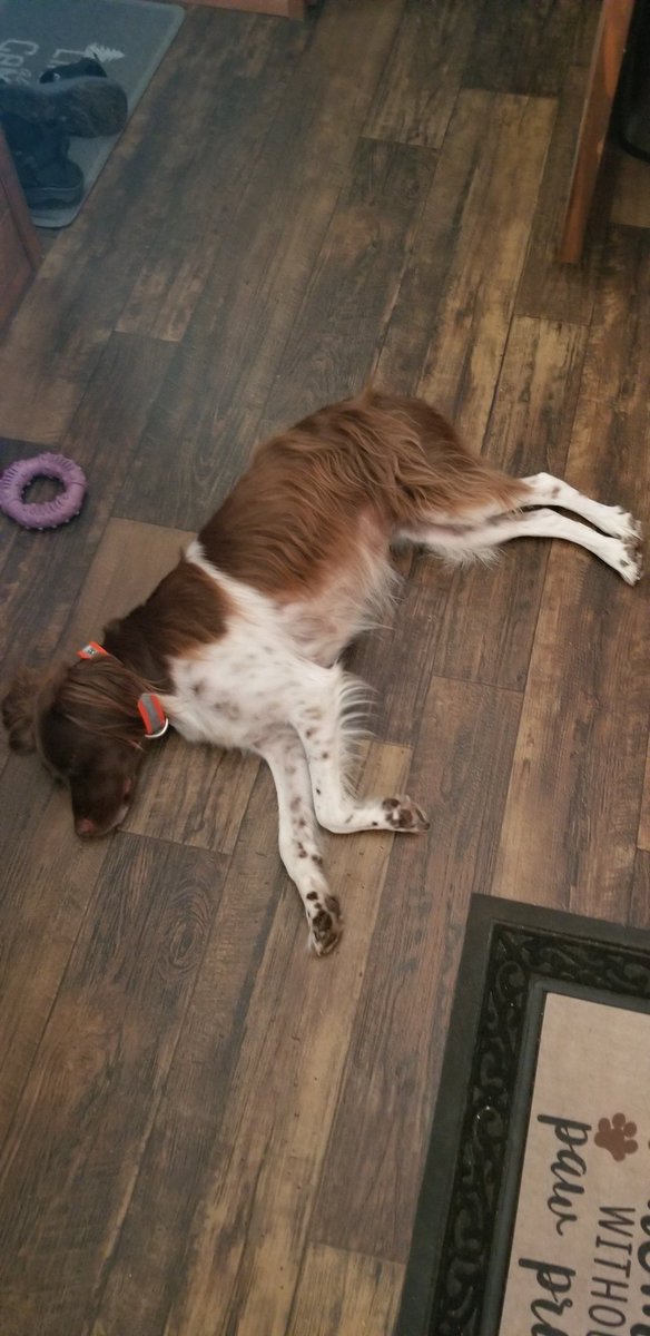 TeachPeachMath's tweet image. Camping is a pawsome! Resting after all their activities! My furrbabies are tired! #camplife #jacquescartierstatepark #campingpets #StLawrenceRiver #canseeCanada