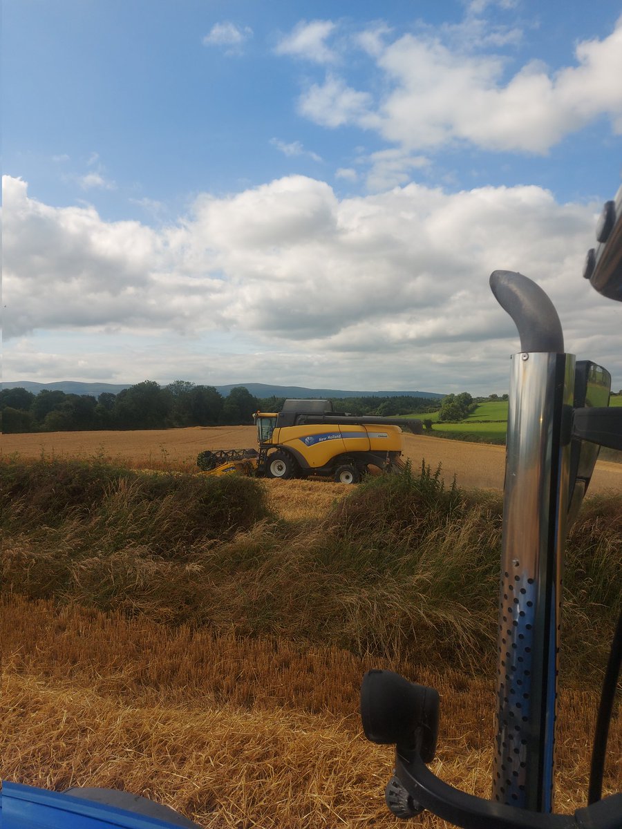 Kws Tardis WB cut on Friday and some oats cut yesterday destined for Flahavans🤞 <a href="/Goldcrop/">Goldcrop</a> <a href="/BrettBrothersKK/">Brett Brothers</a>