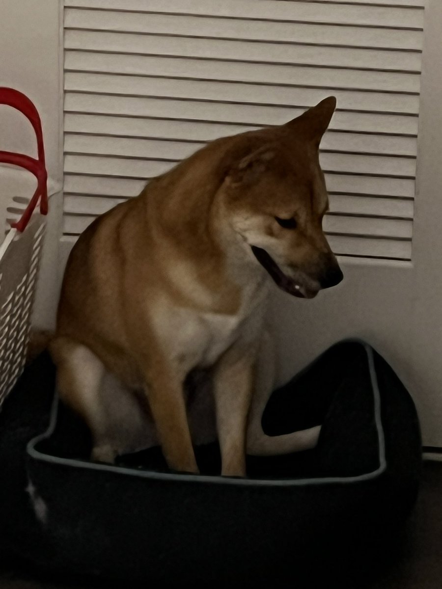 seyong's tweet photo. Theo found his old bed and is having a mid-pup crisis https://t.co/heQkh9sAJa