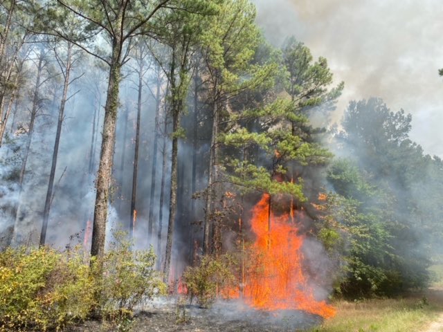 AllHazardsTFS's tweet photo. Update: the #Trinity3988Fire in Trinity County has been renamed the #HollyFire. It is an estimated 200 acres and 55% contained. #txfire https://t.co/iGY1mxUfkB