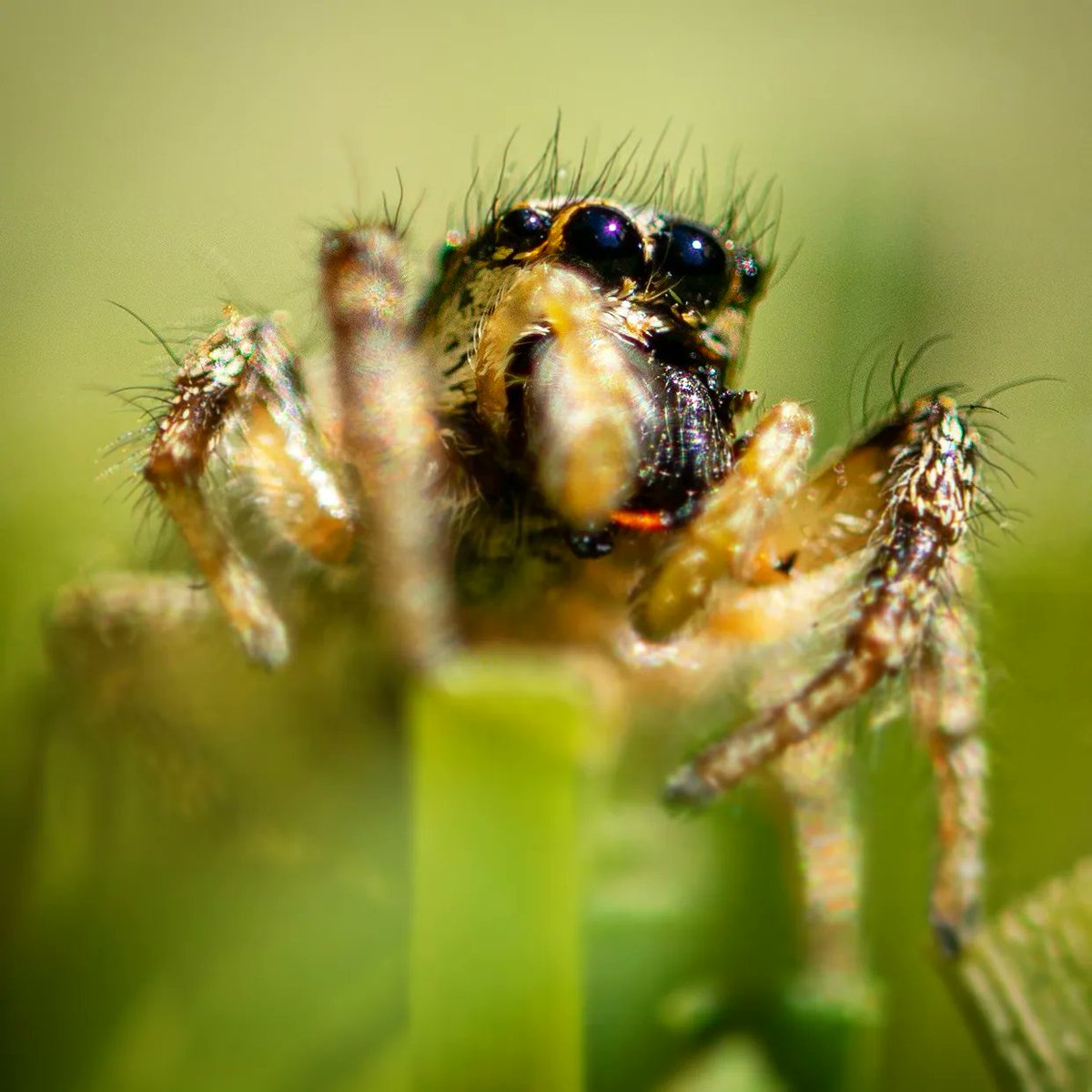 MWHickling's tweet photo. Zebra jumping spider in the garden. Check out that red fang! 5-7mm in length and can jump around 10cm to catch their prey.
•
•
•
Sony a6100
Samyang f2.8 100mm Macro
ISO100 | 1/400| f4
#macrophotography #sonyalpha #sonyalphasclub #samyanguk #wildlifephotography https://t.co/lrzIz4bz6T