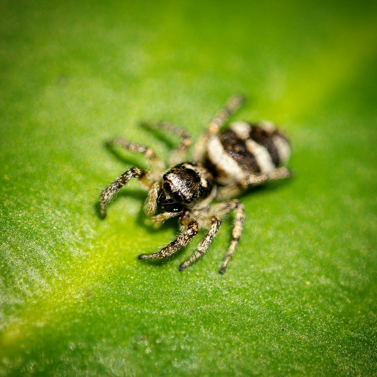 MWHickling's tweet photo. Zebra jumping spider in the garden. Check out that red fang! 5-7mm in length and can jump around 10cm to catch their prey.
•
•
•
Sony a6100
Samyang f2.8 100mm Macro
ISO100 | 1/400| f4
#macrophotography #sonyalpha #sonyalphasclub #samyanguk #wildlifephotography https://t.co/lrzIz4bz6T
