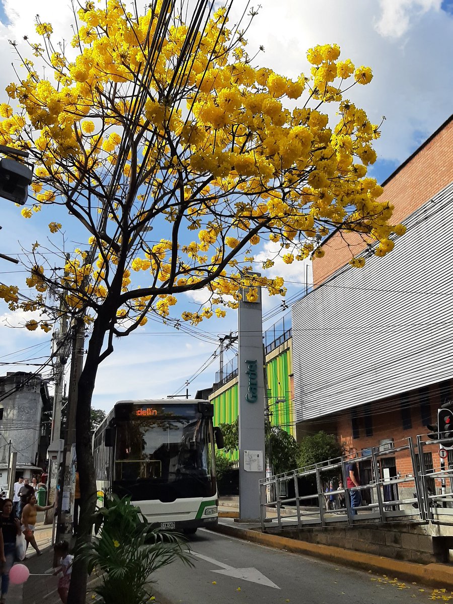 Llegó la temporada de guayacanes y tus estaciones se adornan <a href="/metrodemedellin/">Metro de Medellín 💚 #ALoMetro</a>