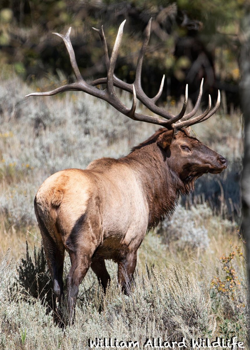 buzzatc's tweet photo. 8 weeks out, starting to get real. Less lifting, more cardio and HIIT. Multiple trips to the 3D range this week. Photos by William Allard Wildlife. #elkshape https://t.co/wqA3xfYjo2
