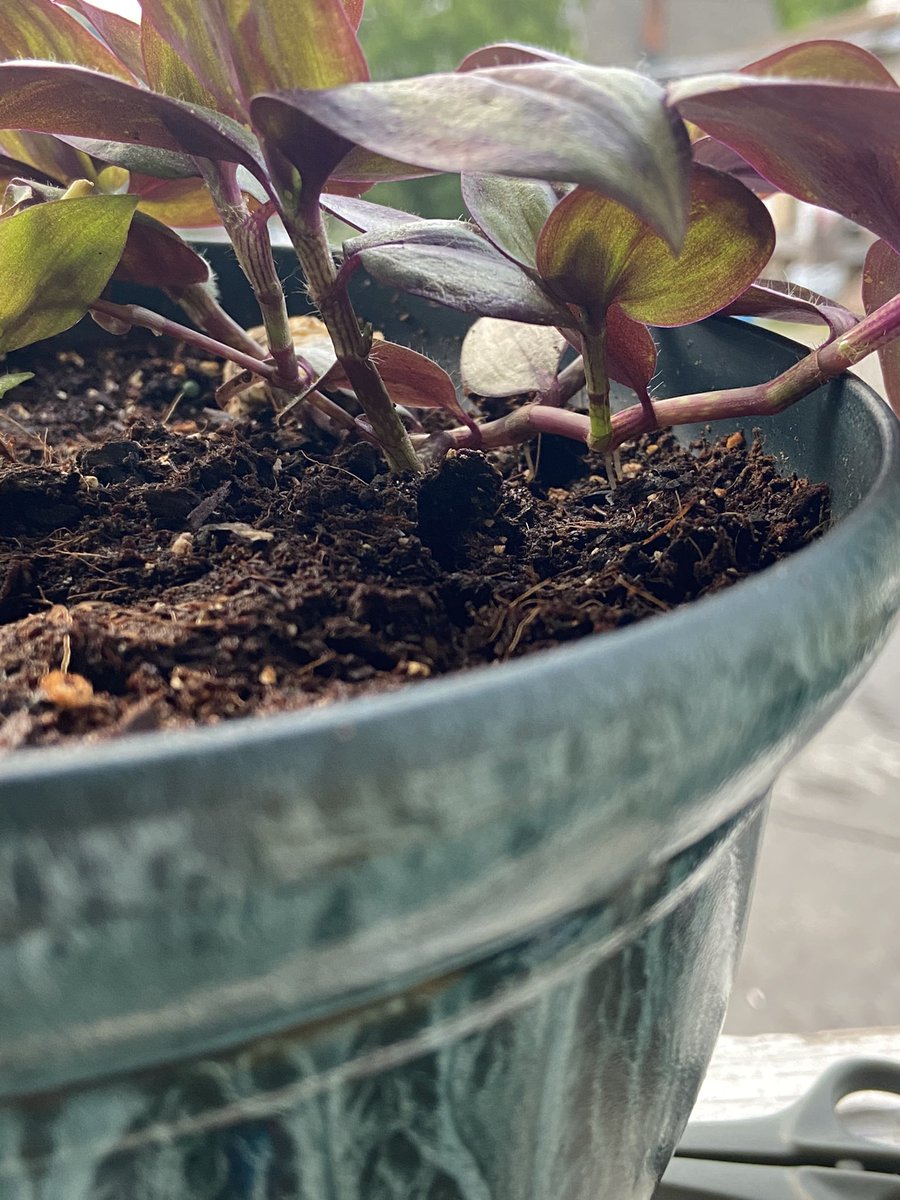 knowtherisks's tweet photo. Her transformation the past 2 weeks 🌱❤️ She’s rooting and making new plants! #planttwitter #houseplanthour #Houseplants #plantcare #iloveplants #GardeningTwitter #plants #plantlover #tradescantia #zebrina #inchplant #purple #beauty https://t.co/blQ0NlJdyv