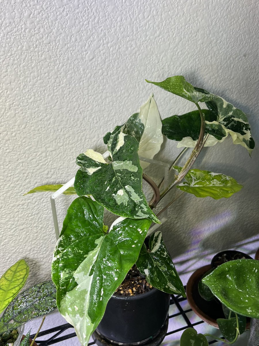 botanybai1's tweet photo. My favorite plant I own 💓🤤 https://t.co/x0HXT214iG