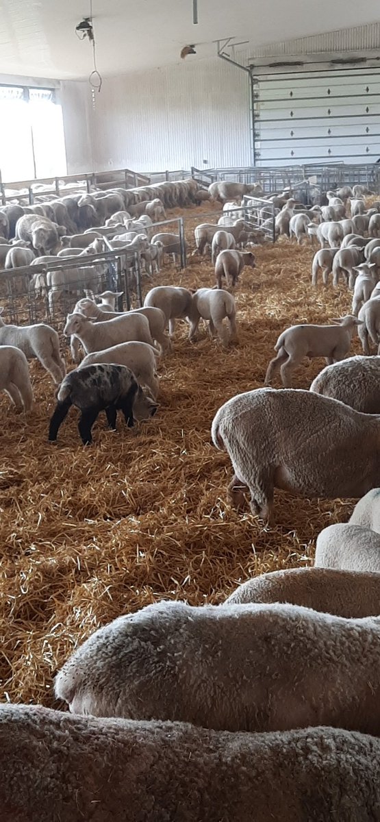 schill_ryan's tweet image. #freshsheets #sheepapproved