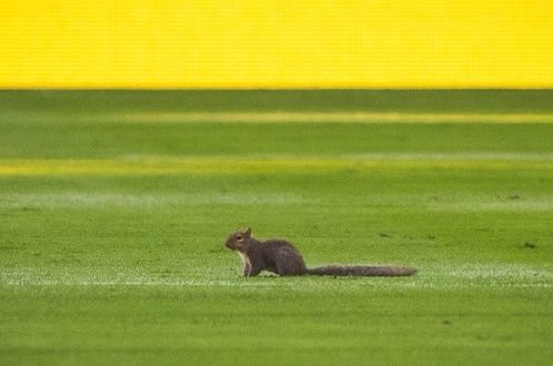 NSCsquirrel's tweet photo. @NashvilleSC @GEODISPark Yes. Yes indeed. https://t.co/ILV5bXXk7F