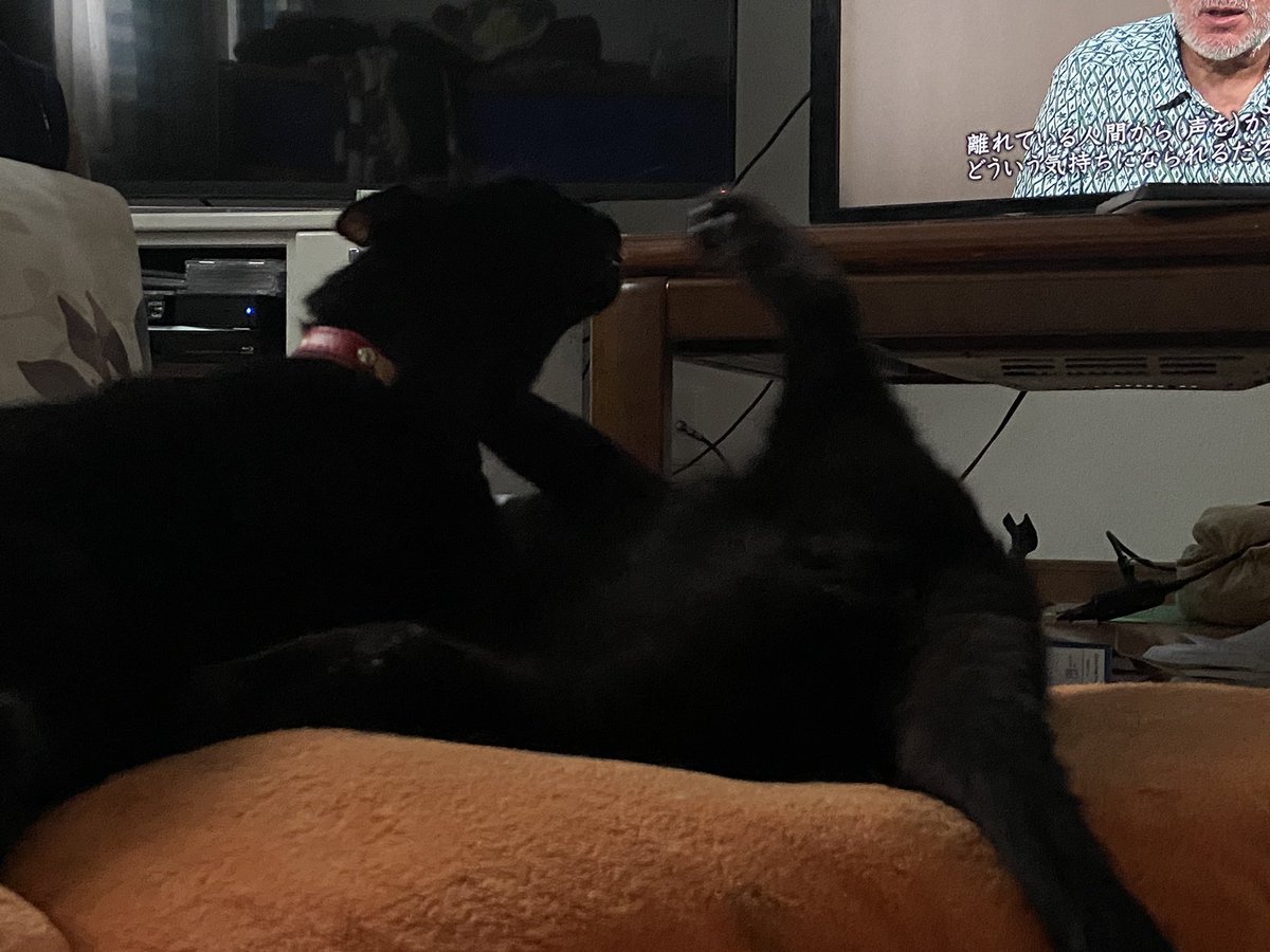 Elephant_K's tweet photo. おはニャンコ
#黒猫 #猫 #猫がいる暮らし #cat #blackat #おはようございます #おは戦40718jg https://t.co/wzeOfd5sfI
