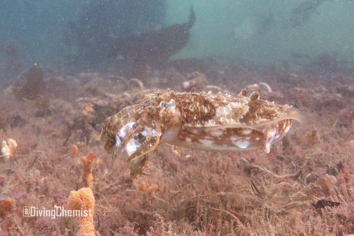 DivingChemist's tweet photo. Yesterday on a chilly dive at #CliftonGardens #ChowderBay I met two very snacky creatures 🤩

#CammeraygalCountry https://t.co/fZjEj9NkIA