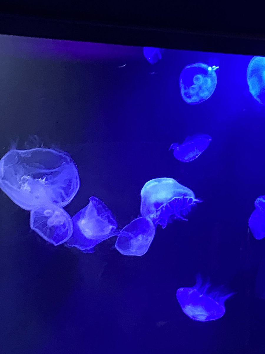 supiinez's tweet photo. @mihsfortune pretty jellyfish https://t.co/6Xopmji4Ke