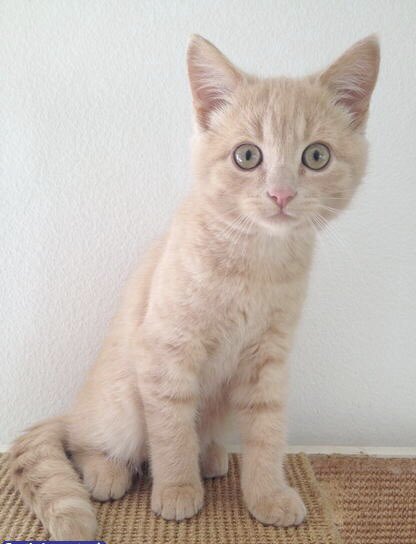 Me as a teenager. I was such a sweet kitty #CatsOfTwitter #cat #Caturday #dogecoin #catlovers #catsofinstagram