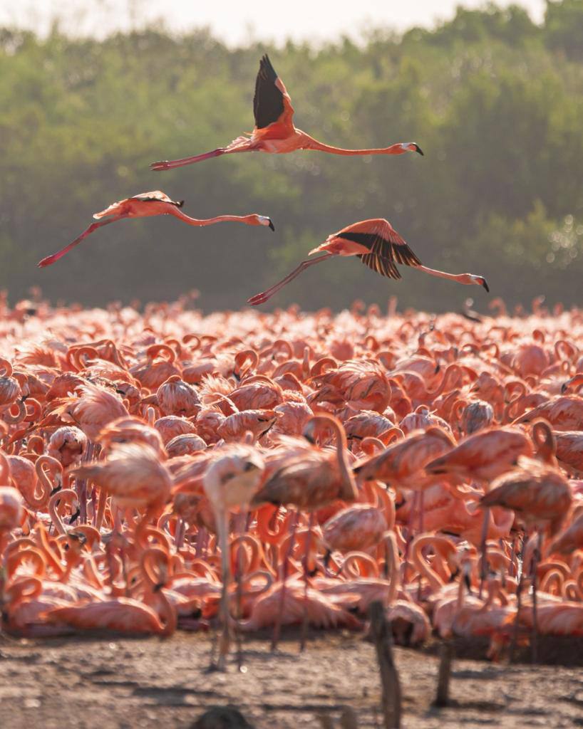 MauVila's tweet photo. Tenemos visitantes y debemos protegerlos. 🦩🦩🦩

Llegaron más de 20 mil flamencos americanos a la Reserva Estatal Ciénagas y Manglares de la Costa Norte de #Yucatán, dando inicio con la temporada de anidación por primera vez en el ejido de #SanCrisanto. (1/2) https://t.co/xE5GkPbYLu