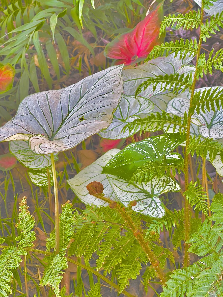 Awesome leaves