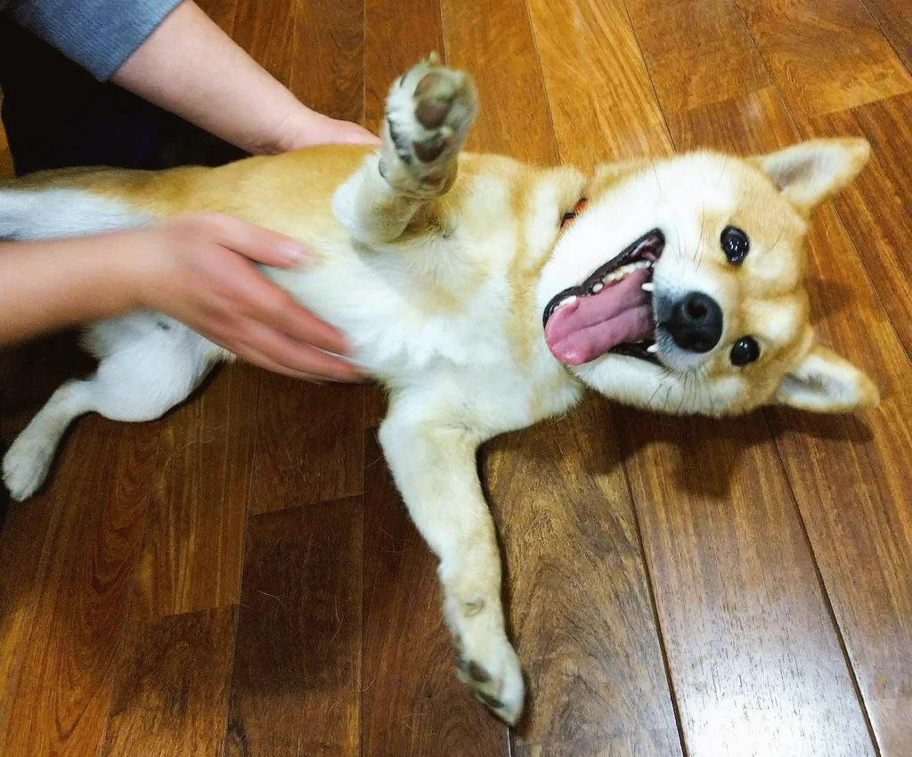 @K5dbZRmjNe77i5r @fox_kuni3933 ウチのワンコ🐕️は、へそ天でなでなでされてるときに、急にガバッと起き上がる…警戒すんな(笑) 