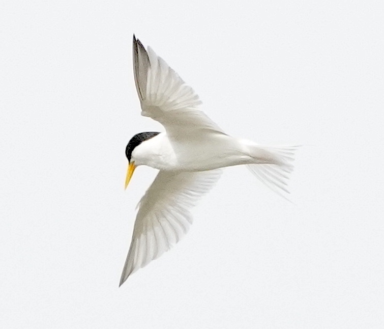 rserio78's tweet photo. Close look at a Least tern hovering over the East Pond at Jamaica Bay Wildlife Refuge yesterday. #birdqu https://t.co/WZt54Hz0CH