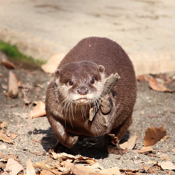 In_Otter_News2's tweet photo. Steve making various important phone calls. https://t.co/uAjYinb9CC
