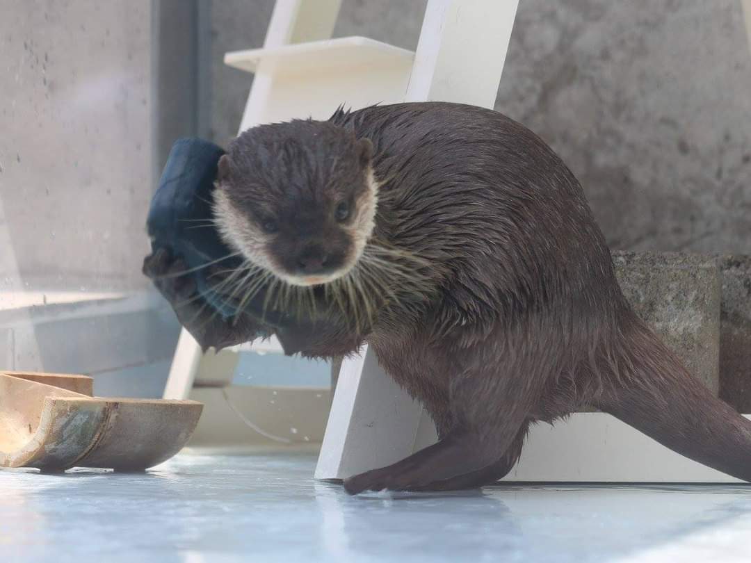 In_Otter_News2's tweet photo. Steve making various important phone calls. https://t.co/uAjYinb9CC