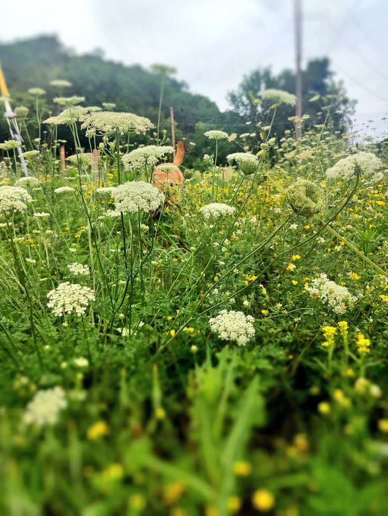 NutChatfield's tweet photo. Frolicking✨🌾🌷 https://t.co/WxrbzRVBSR