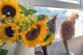 Comparing images from the two tours today: 

#TourDeCouch #StopAndSmellTheFlowers (or knock them over) #LeTour