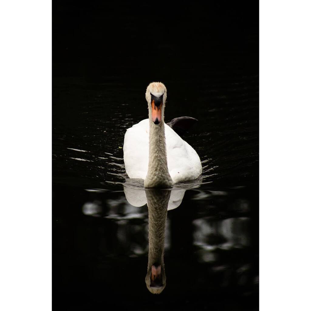 Swans | #kirkliston #wildlife #bird #edinburgh #edinphoto #swan #sunset #nofilter #igersscotland #igersedinburgh #canon5dmk3 #canon5dmkiii #canon_photos #canonphotography #5dmkiii #5dmk3 #canon #📸 #📷 #pikespool #swan #edinburghphotography #photography #photographer #swans #s…