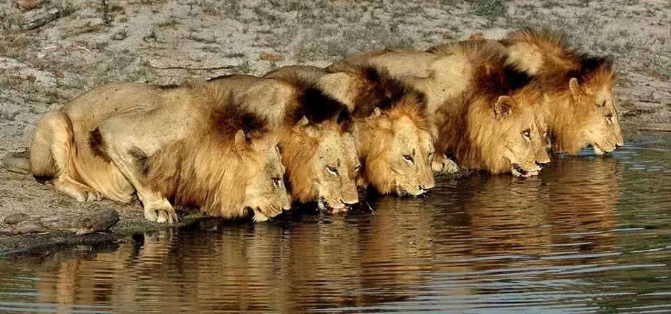 avici_m's tweet photo. Magnificent creatures, intelligent, strategic, fearless, brutal, deep brotherly bond.
Yet, the dark side of evolution is evil.
Why does nature have to be this cruel...??
#Mapogos https://t.co/fYJ30RilbO