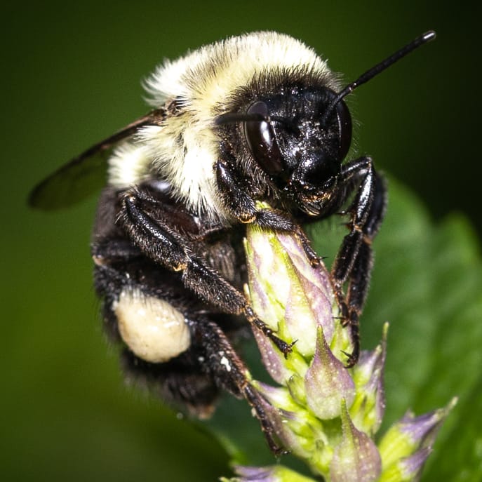 AjuJayapalan's tweet photo. Hairy Monster #bee #NaturePhotography #Canon #canonphotography #canoneosr #canon100mmmacro https://t.co/XKvy10DDca