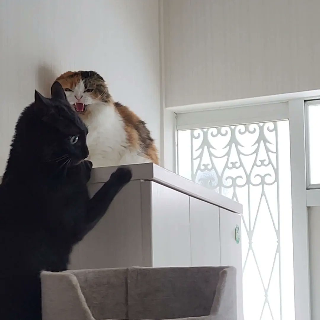 つむぎ「ひめ🐱来ないで！」
ひめ「なんで怒ってんの？(๑´•ω • `๑)」