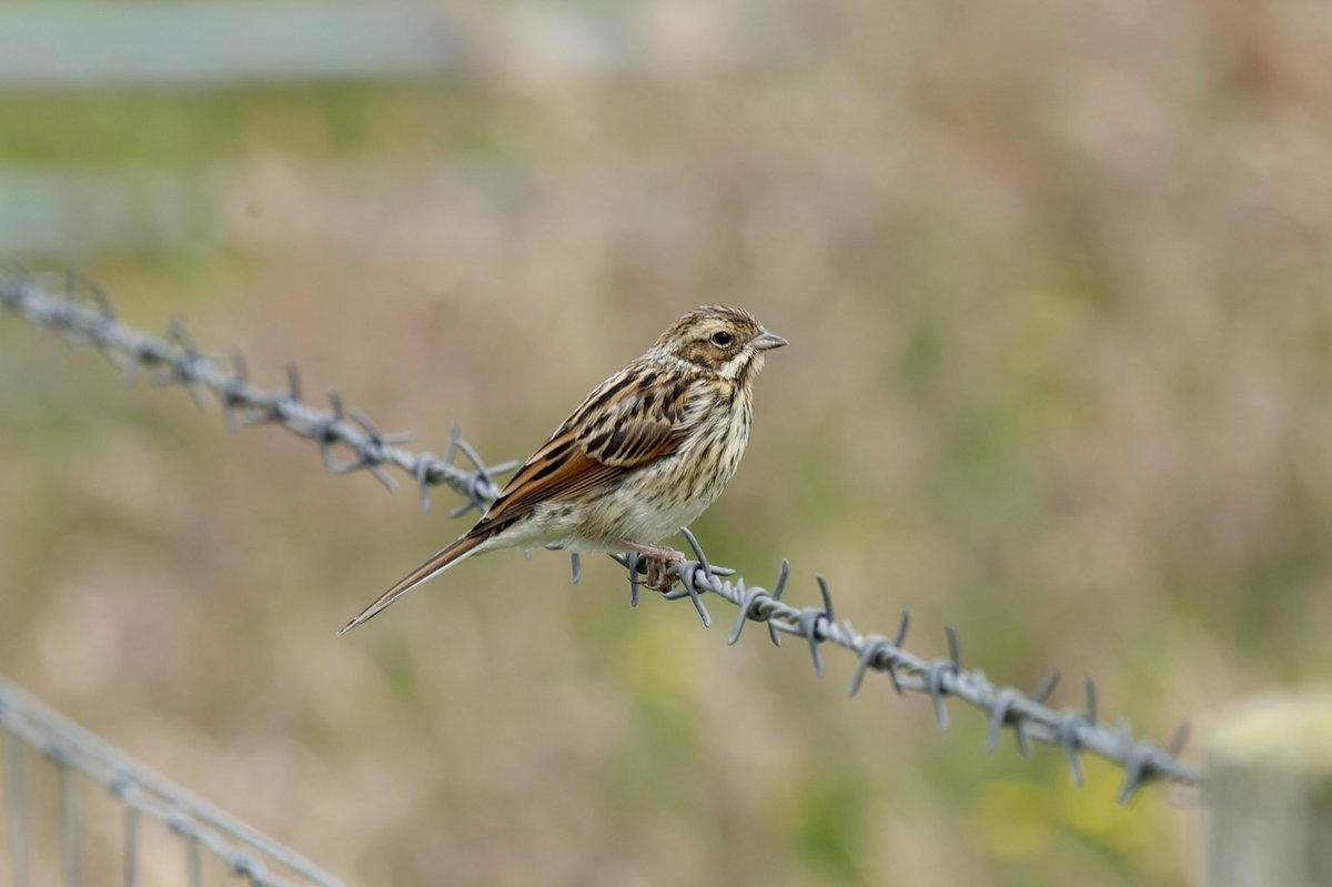 ColinRitchie17's tweet photo. #meadowpipit #islay #gruinart https://t.co/2eq7znKvOL