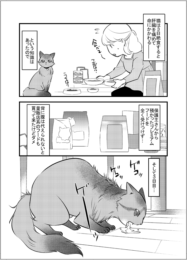8年前のお話。
保護主さんが朔を連れて来てくれて、トライアルが始まりました。1/2
「ふじいみとりのねこ活」より
https://t.co/JhmvEIKDQw
