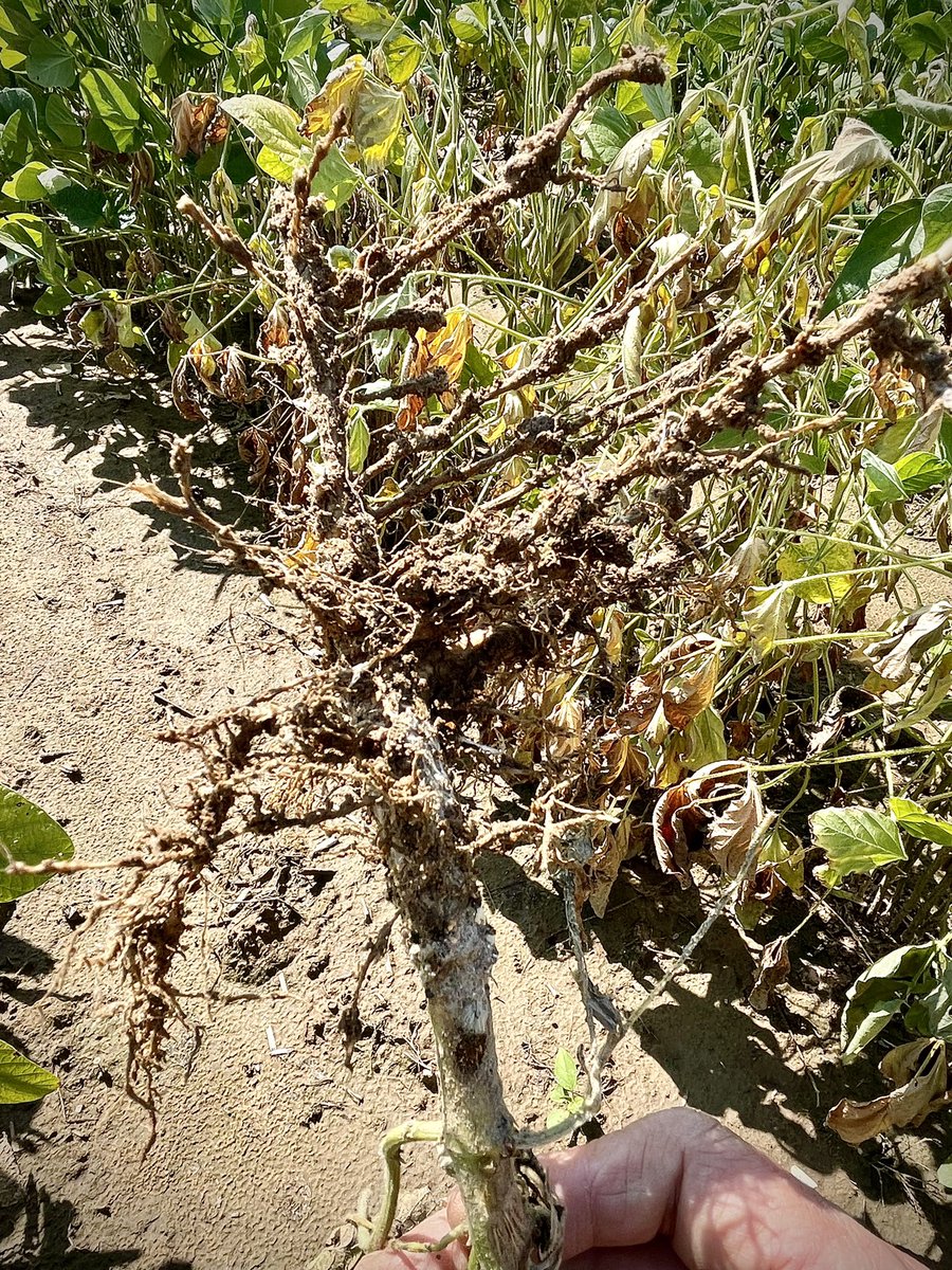 alabamaED's tweet photo. NEMATODE MONDAY: Double trouble for soybeans with Southern Root-knot nematode and southern blight (Sclerotium rolfsii) teaming up to take down soybeans in a variety trial. Which came first, the worm or the fungal pathogen 🤔? #Plantdisease #APS #Nematode https://t.co/imJi0JuE3W