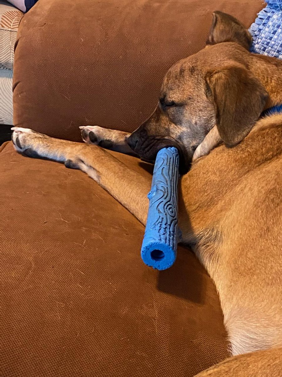 So tired he forgot to drop his stick