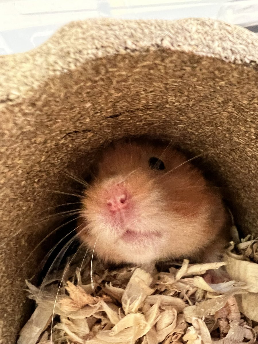 kat24534983's tweet photo. I have Covid so I can’t see my hamster :, but my dad sends me pictures of her everyday https://t.co/acgBVwsE3n